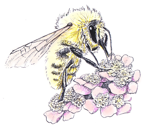 bee