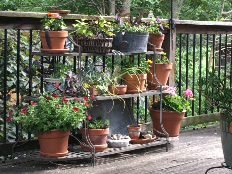 Giving thanks, plants