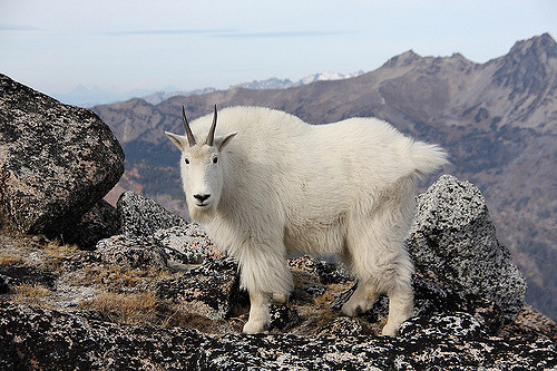 Giving thanks, cashmere